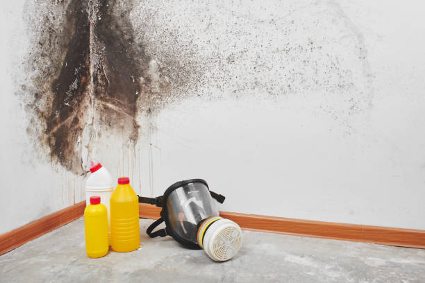Best Mold Removal Process  in Leavittsburg, OH