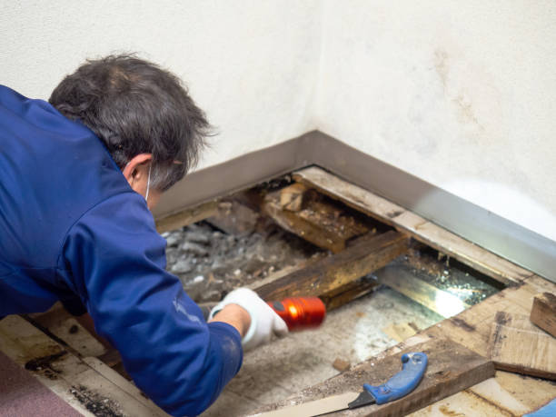 Best Mold Removal Specialists  in Leavittsburg, OH
