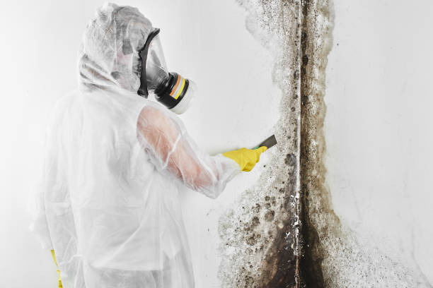 Best Mold Damage Repair  in Leavittsburg, OH