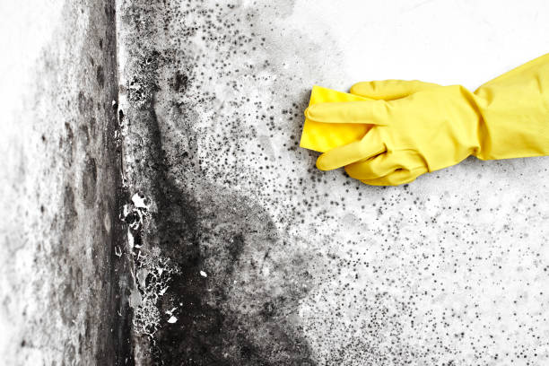 Best Mold Removal Company Near Me  in Leavittsburg, OH