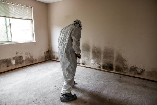 Best Mold Removal and Inspection  in Leavittsburg, OH