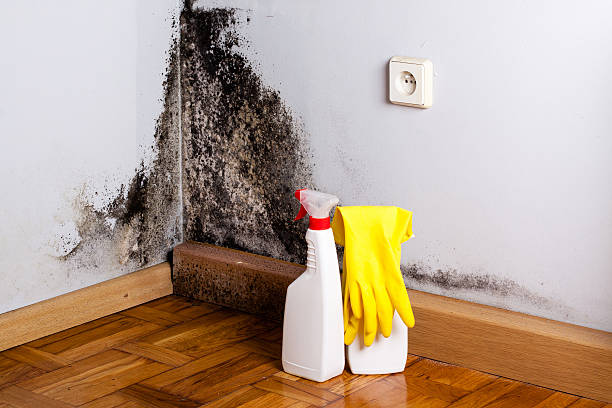 Best Local Mold Removal Service  in Leavittsburg, OH