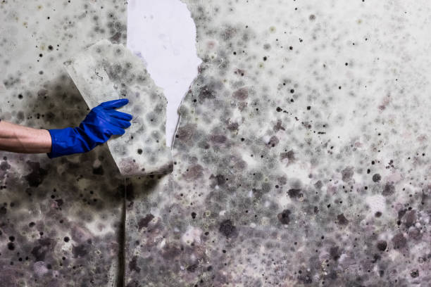 Best Emergency Mold Removal  in Leavittsburg, OH
