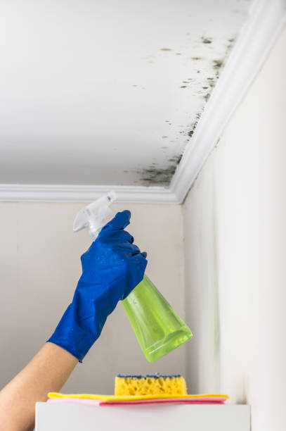 Best Residential Mold Removal  in Leavittsburg, OH