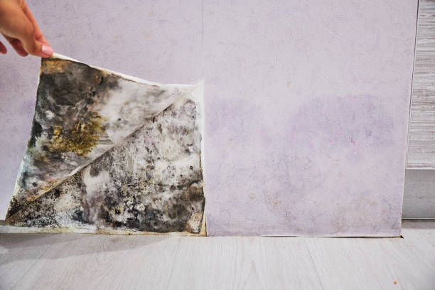 Best Fast Mold Removal  in Leavittsburg, OH